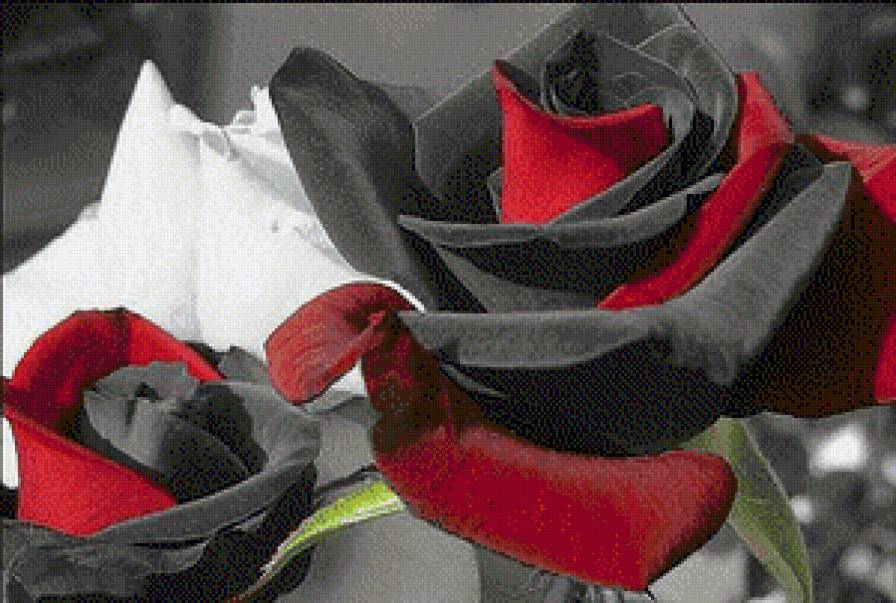 Розы - цветы - предпросмотр