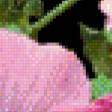 Предпросмотр схемы вышивки «Розовое чудо» (№741963)