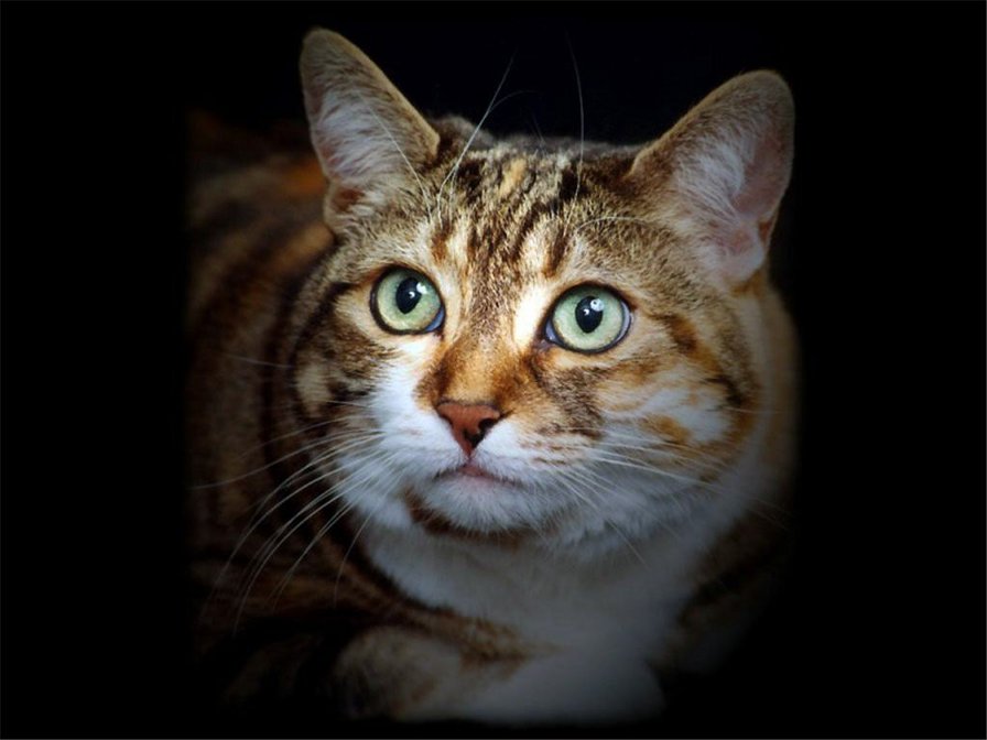 Зеленоглазое чудо - коты - оригинал