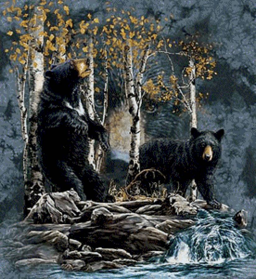 Черные медведи - животные - предпросмотр