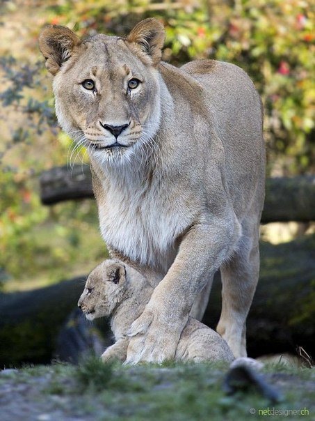 львица сос львенком - животные, львенок, природа, кошки, львица - оригинал