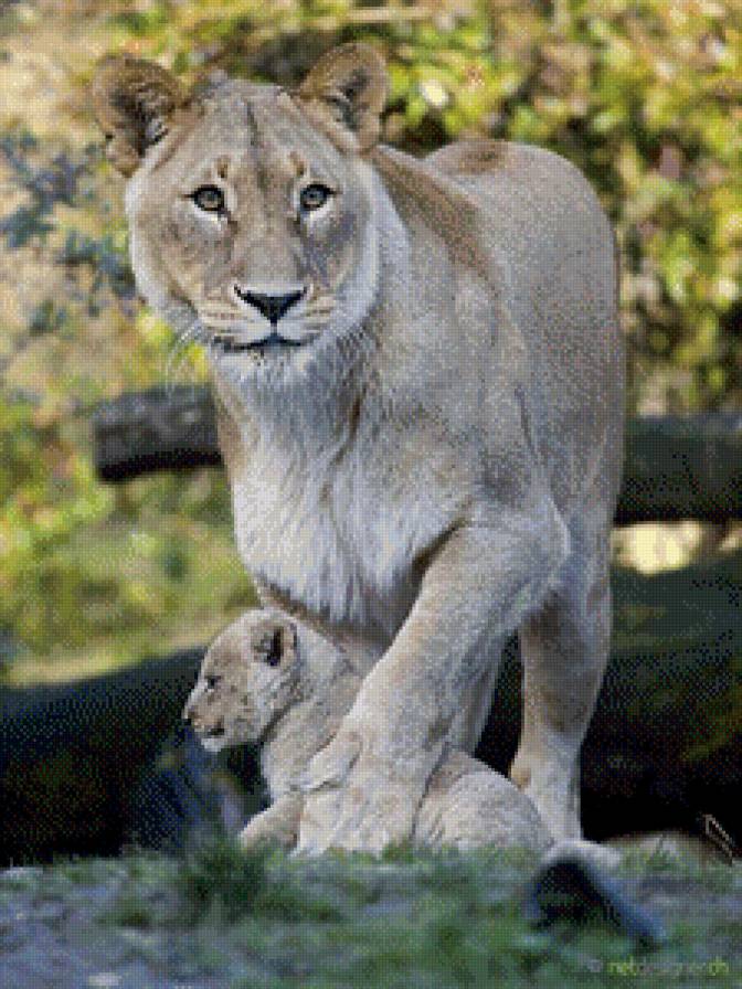 львица сос львенком - природа, животные, львенок, львица, кошки - предпросмотр