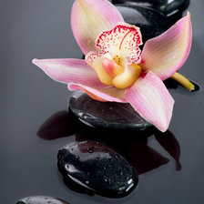 Схема вышивки «Орхидея на камнях (2)»