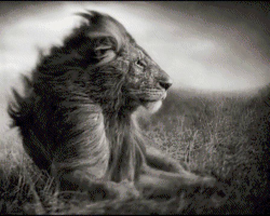 царь зверей - лев, монохром - предпросмотр