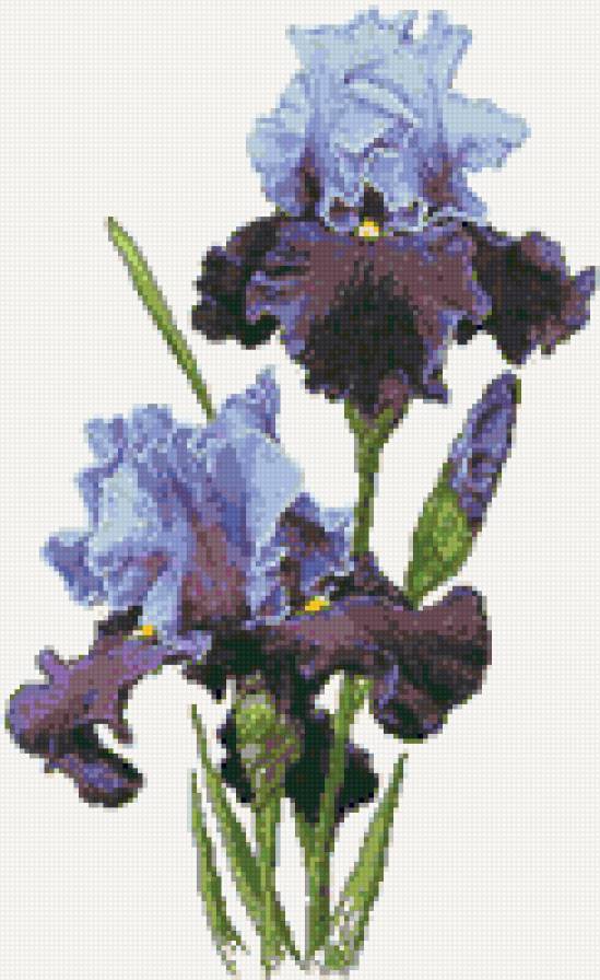 Ирис - цветы, ирис - предпросмотр