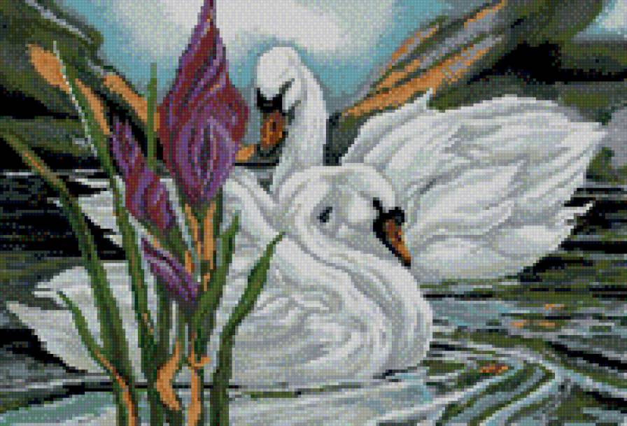 Лебеди - лебеди, животные, река - предпросмотр