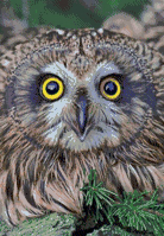 сова - птица, сова, лес - предпросмотр