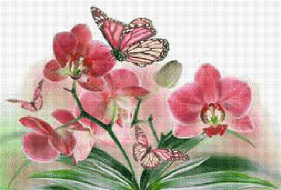 Орхидеи - орхидеи, цветы - предпросмотр