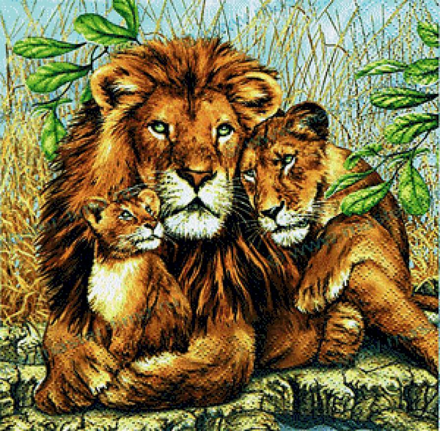 львиное семейство - животные - предпросмотр