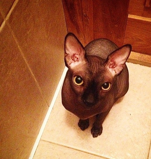 Изюм - сфинкс, кот, черный - оригинал