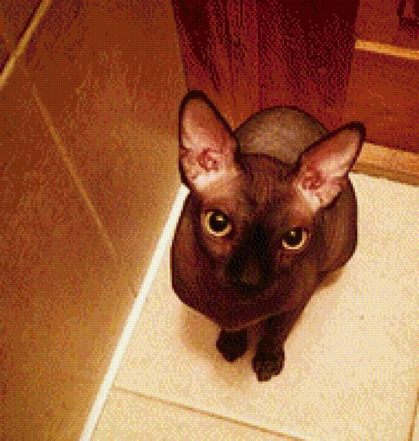 Изюм - кот, черный, сфинкс - предпросмотр