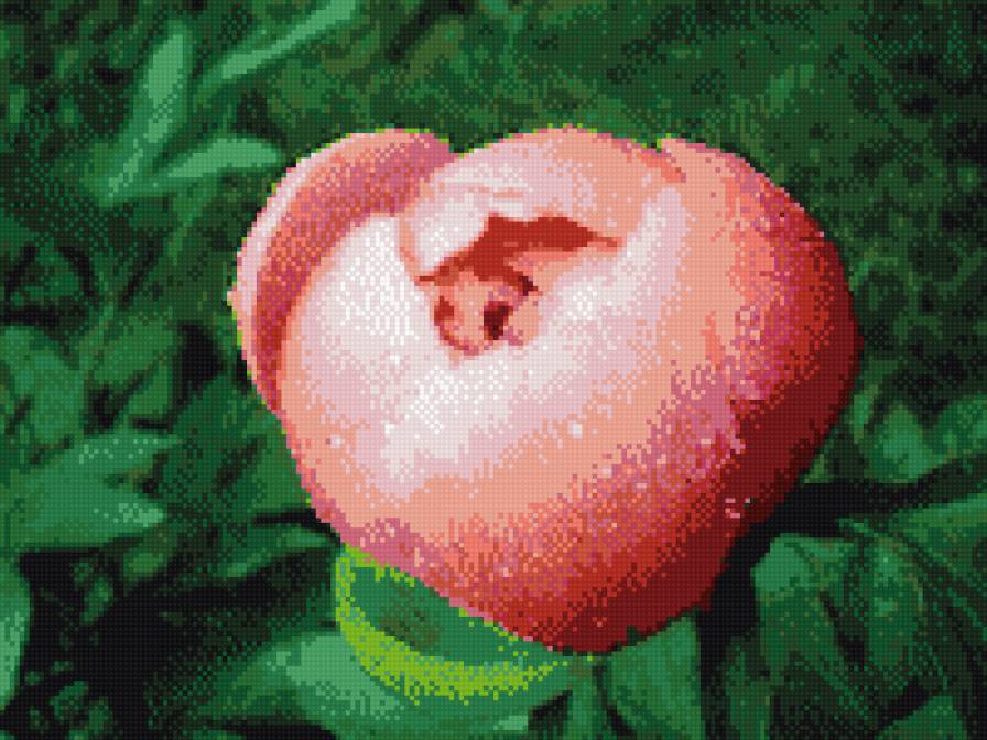 пион - цветы, пион - предпросмотр