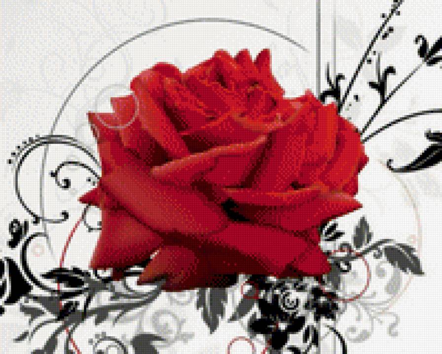 роза - роза, розы - предпросмотр