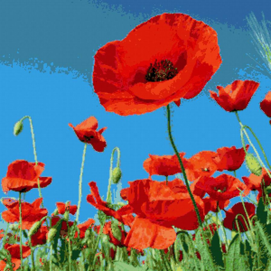 Маковое поле - маки, поле - предпросмотр