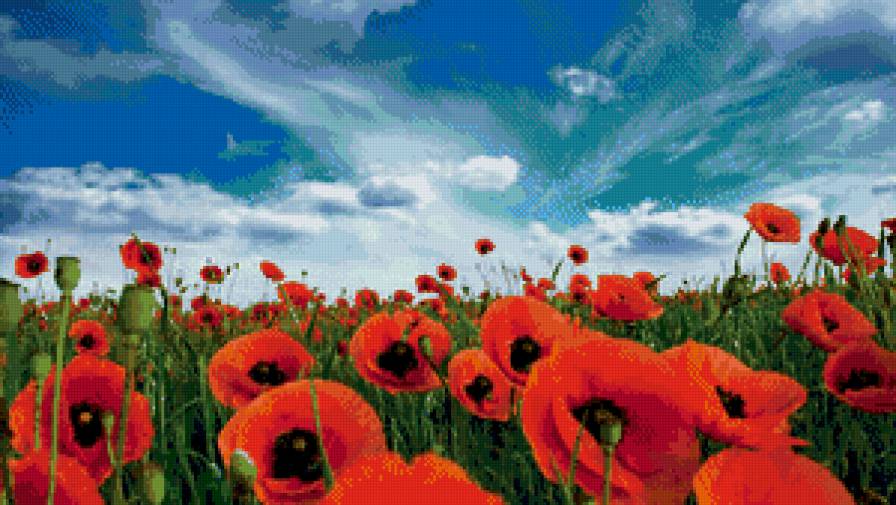 маки - маки, поле, цветы - предпросмотр