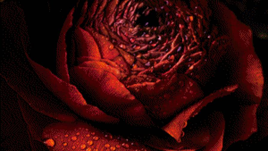 Роза - роза, красный, бетон, цветок - предпросмотр