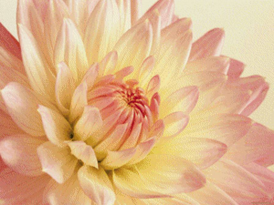 Цветок... - бутон, цветок, персиковый - предпросмотр