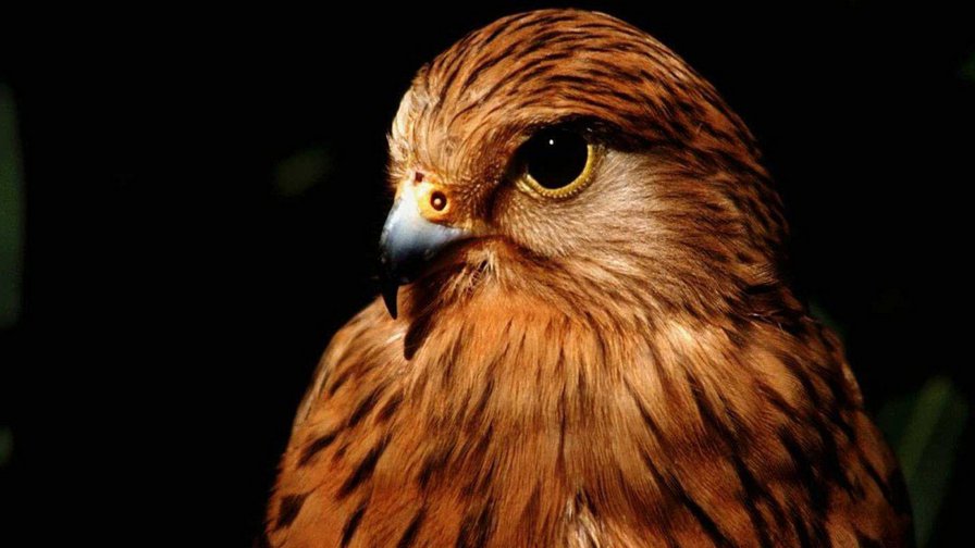 Птичка - ястреб, птица - оригинал