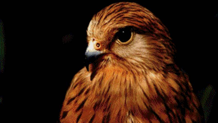 Птичка - ястреб, птица - предпросмотр