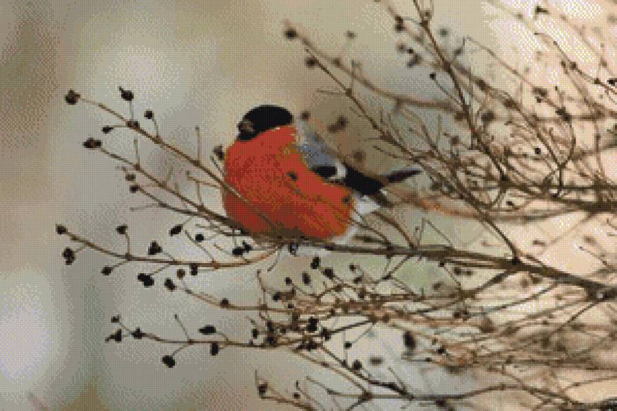 снегирь - снегирь, птицы, зима - предпросмотр