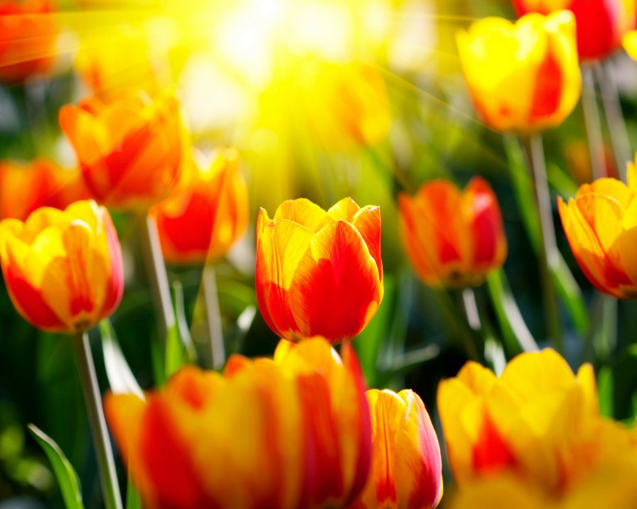 Тюльпановое поле - цветы, тюльпаны - оригинал