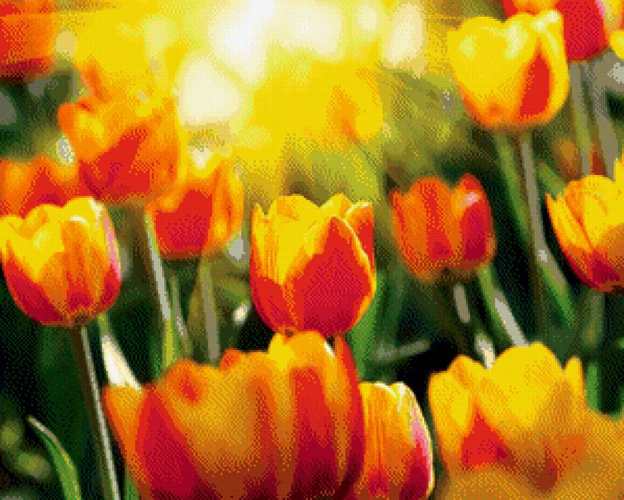 Тюльпановое поле - тюльпаны, цветы - предпросмотр