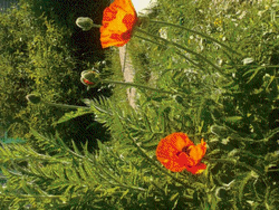 маки - лето, цветы, маки, красиво - предпросмотр