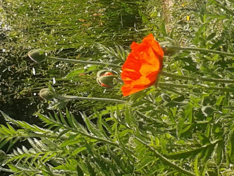 мак - маки, красиво, лето, цветы - оригинал