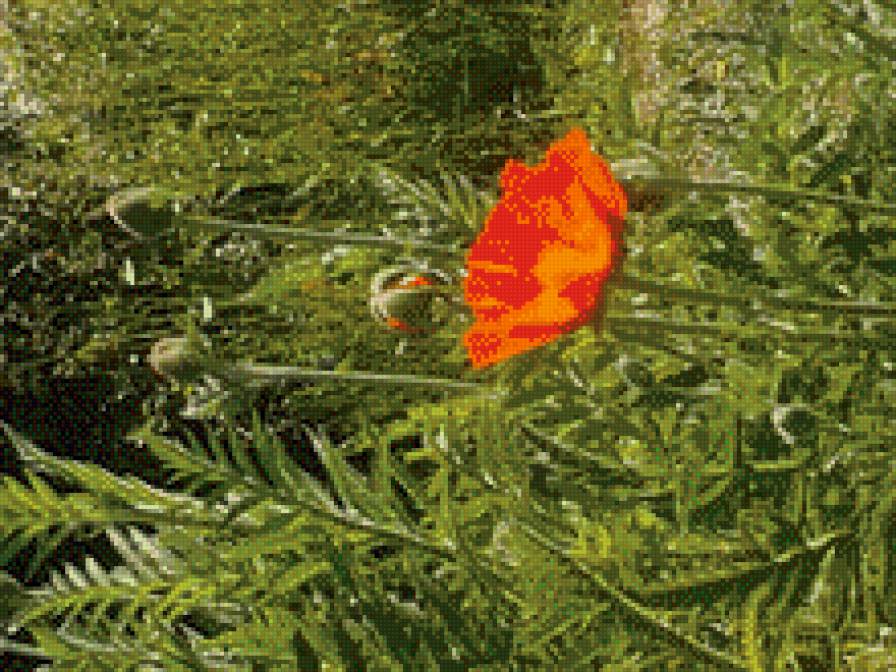 мак - лето, цветы, маки, красиво - предпросмотр