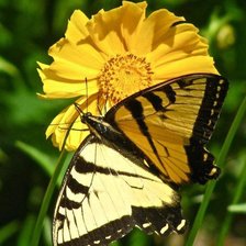 Схема вышивки «№743909»