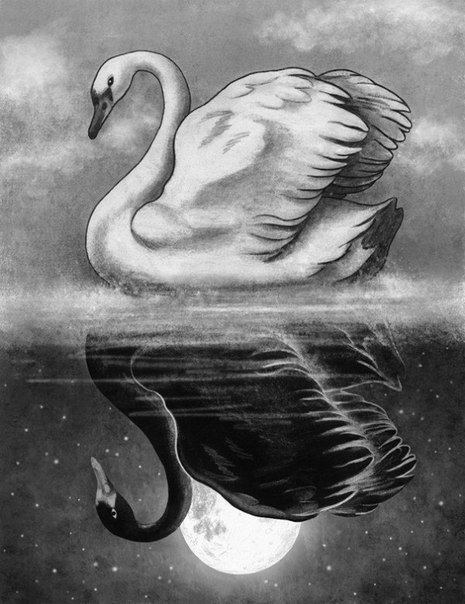 лебеди - белый лебедь, противоположност, две стороны, черный лебедь, зеркало - оригинал