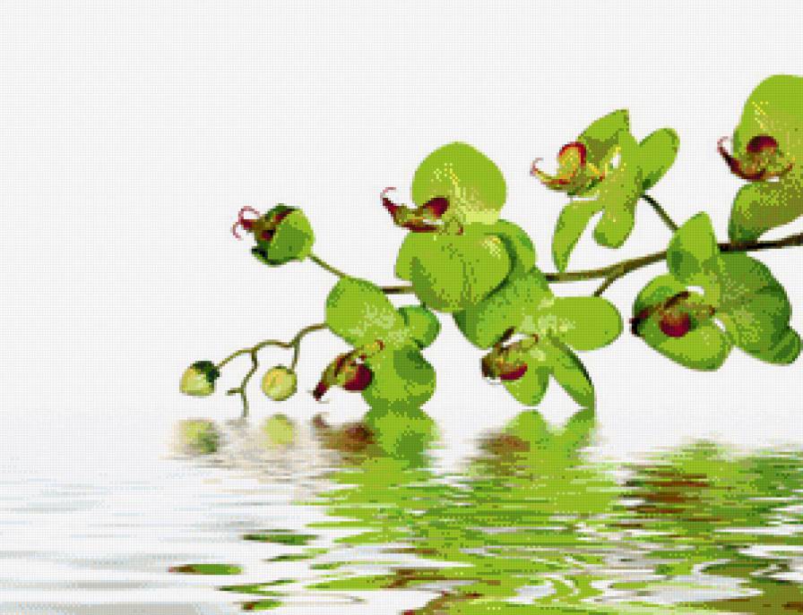 Орхидеи - орхидеи, цветы - предпросмотр