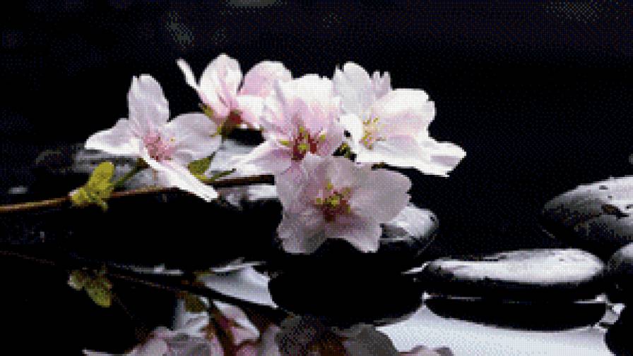 Цветущая яблунева ветка - цветы, ветки, камни - предпросмотр
