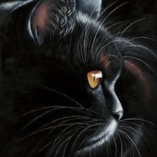чёрная кошка