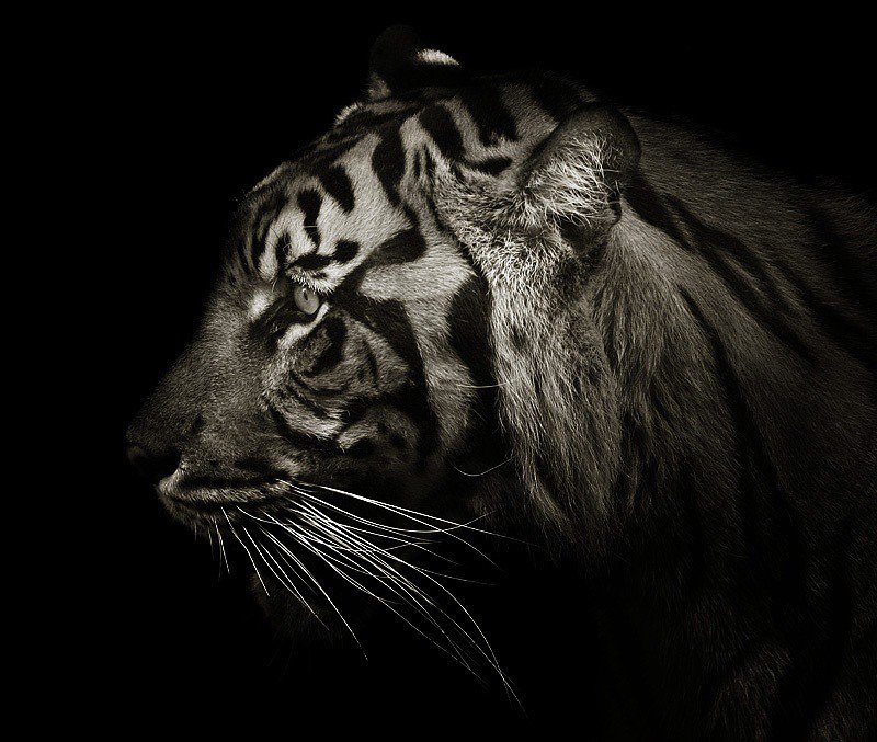 тигр2 - оригинал