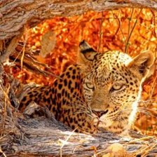 Схема вышивки «№744171»