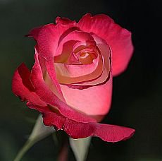 Роза - вышивка крестиковышивка цветы, роза - оригинал