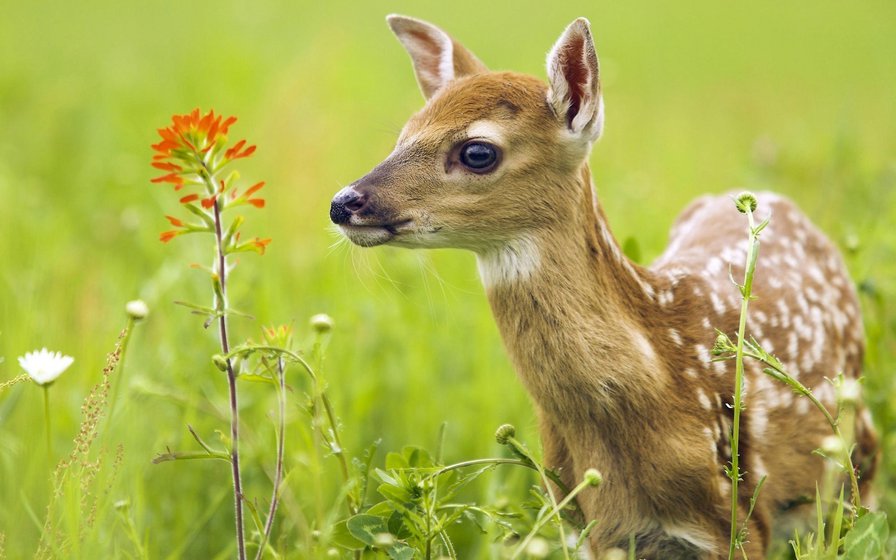 Олененок - оригинал