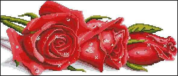 Красные розы - цветы, розы красные - оригинал