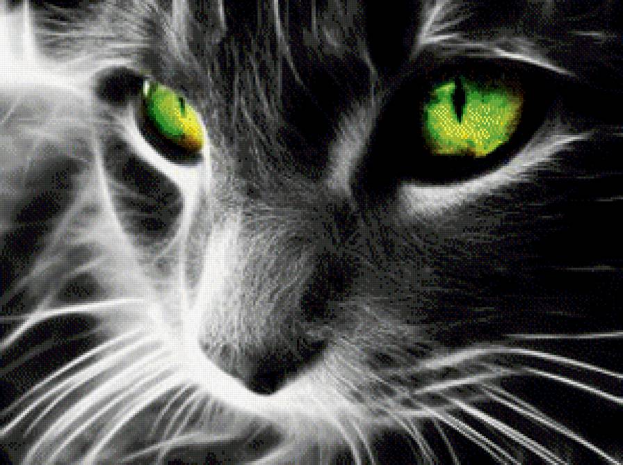 КИСА - животные, киса, глаза, милость, котенок, взгляд - предпросмотр