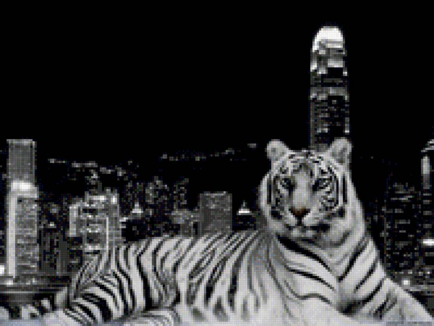 тигр в городе - предпросмотр