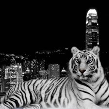 тигр в городе