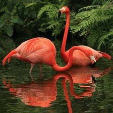 Схема вышивки «Фламингл»