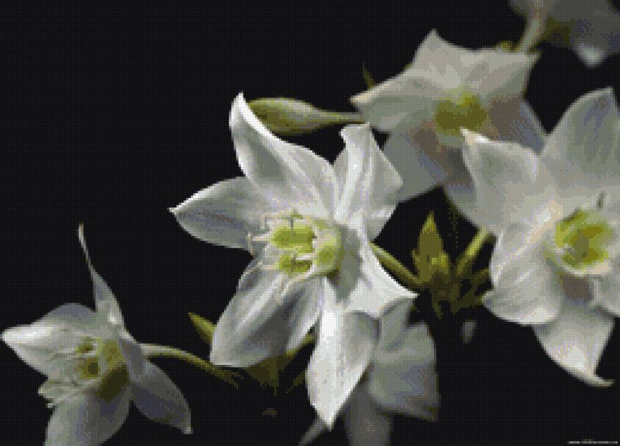 Цветы - черно-белое - предпросмотр