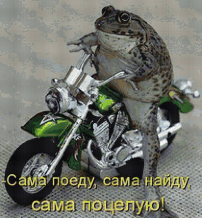 Лягушка - приколы, животные - предпросмотр