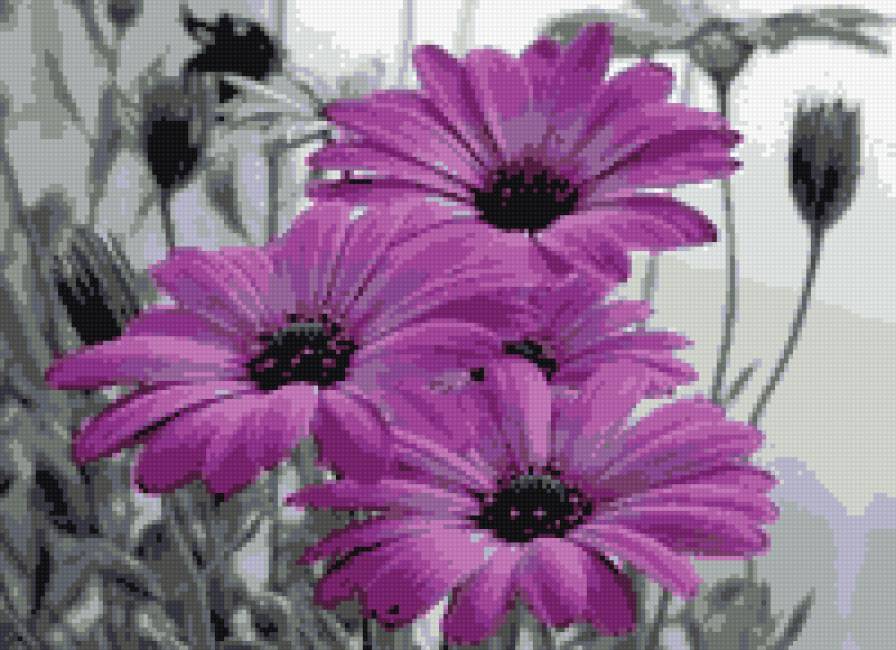 Цветы Фиолет - предпросмотр