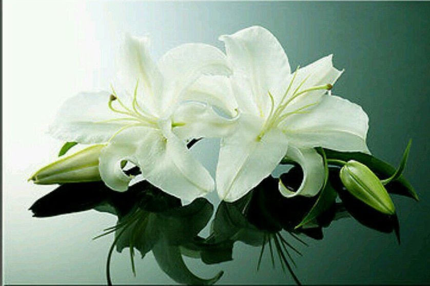 Лилии - цветы, лилии - оригинал