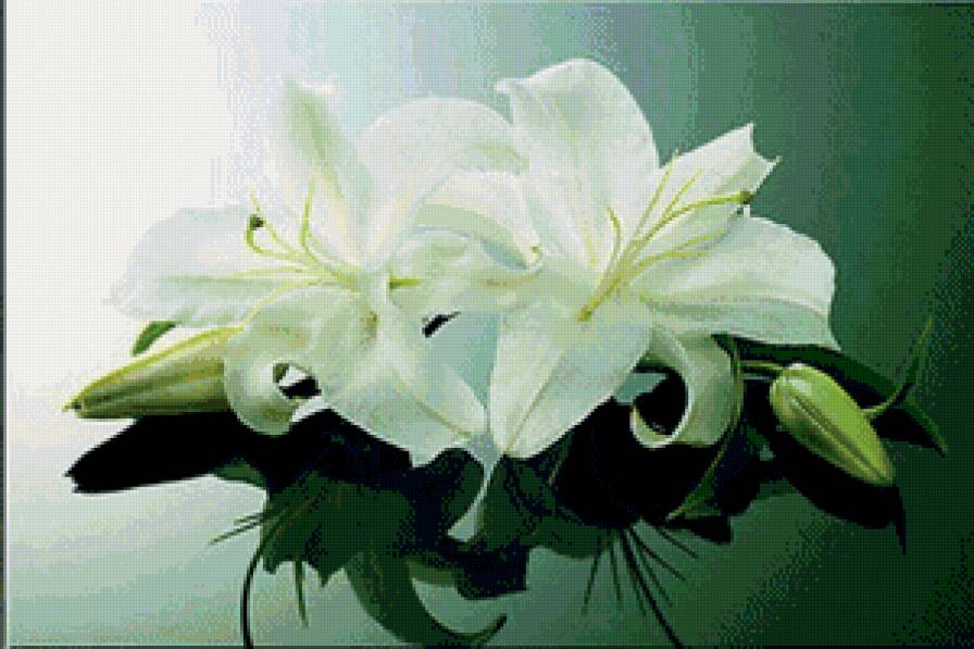 Лилии - цветы, лилии - предпросмотр