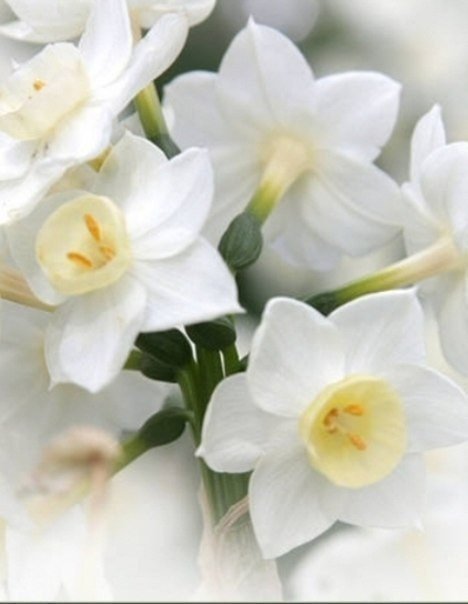 нарцисы - оригинал