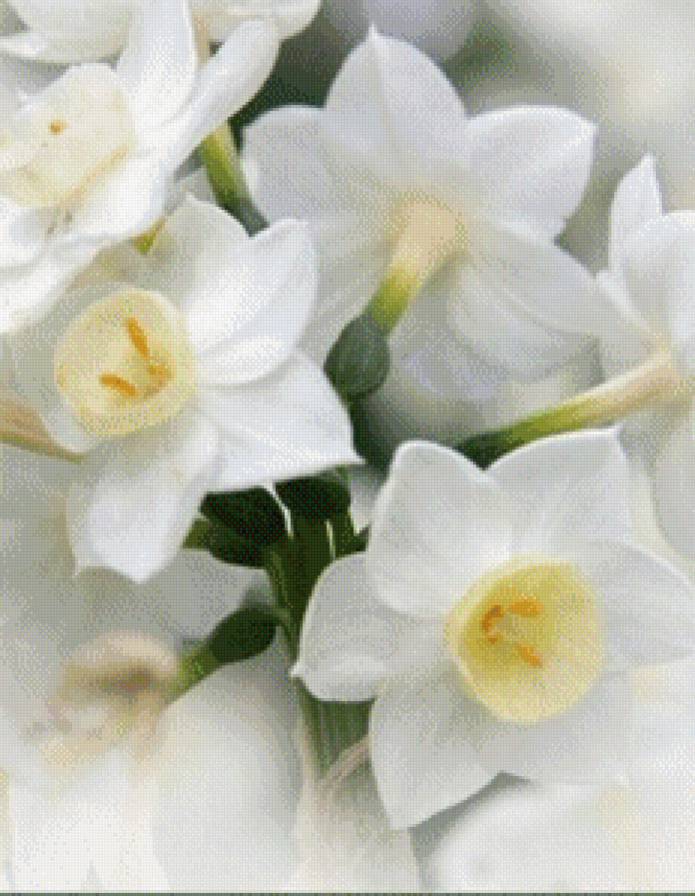 нарцисы - предпросмотр